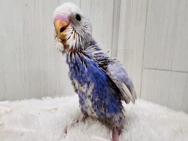 すっきり爽やか✨青空カラーのセキセイインコ(ブルースパングル) セキセイインコ
