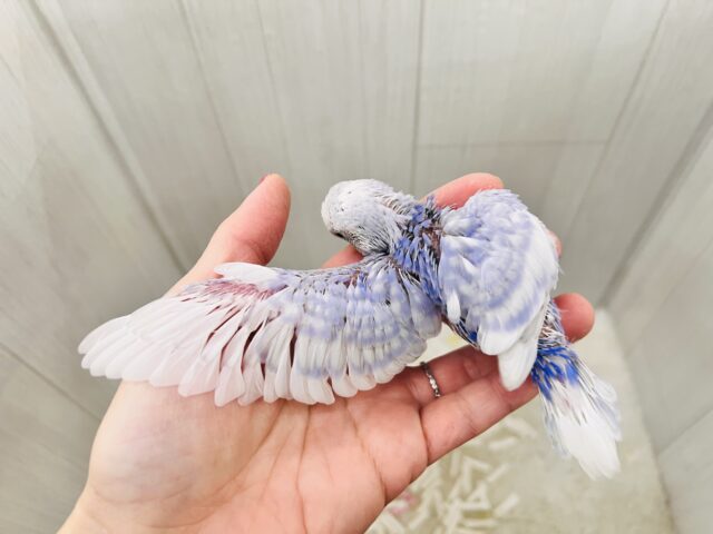 すっきり爽やか✨青空カラーのセキセイインコ(ブルースパングル) セキセイインコ