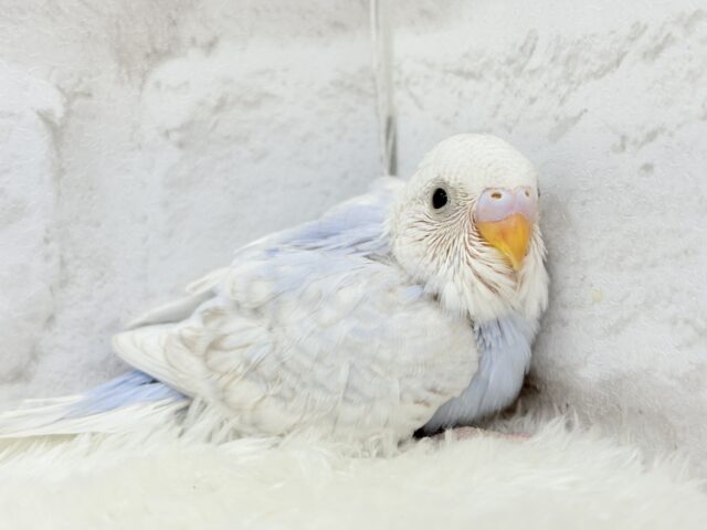 わた雲そら色☁️スカイブルー🐣🩵セキセイインコ(スパングル) ヒナ セキセイインコ