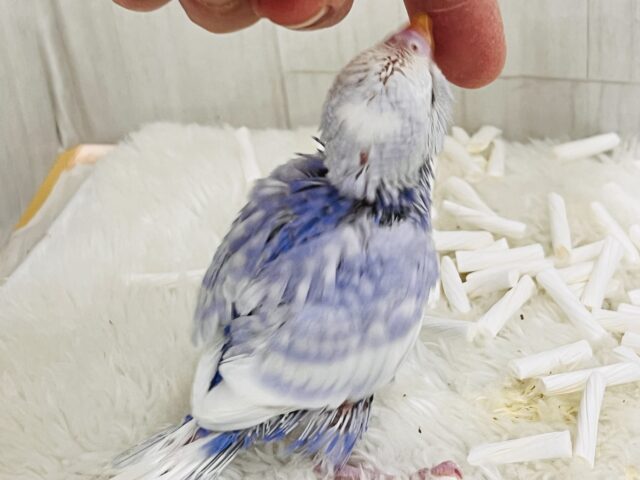 すっきり爽やか✨青空カラーのセキセイインコ(ブルースパングル) セキセイインコ