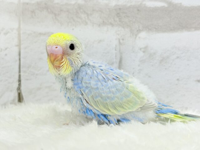 しゅわっと弾ける🫧ソーダちゃん🐣🧊セキセイインコ(パステルレインボー) ヒナ セキセイインコ