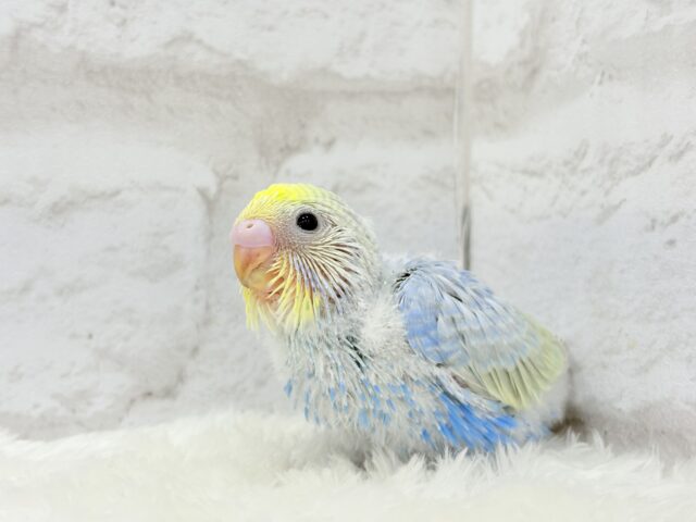 しゅわっと弾ける🫧ソーダちゃん🐣🧊セキセイインコ(パステルレインボー) ヒナ セキセイインコ