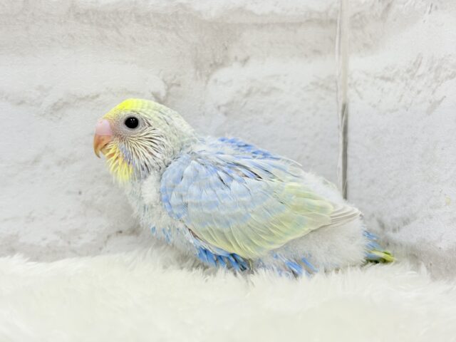しゅわっと弾ける🫧ソーダちゃん🐣🧊セキセイインコ(パステルレインボー) ヒナ セキセイインコ