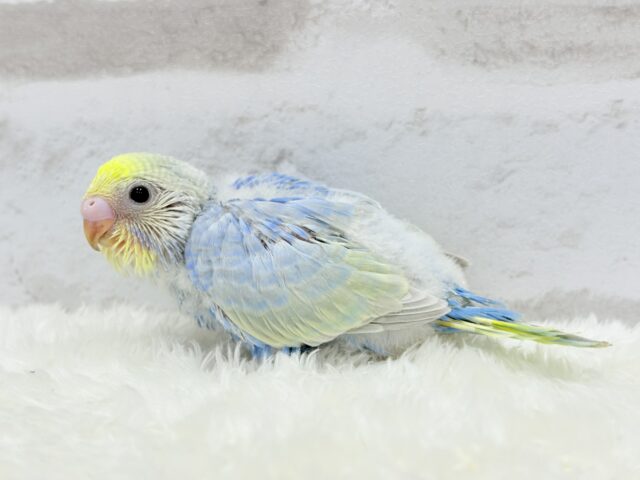 しゅわっと弾ける🫧ソーダちゃん🐣🧊セキセイインコ(パステルレインボー) ヒナ セキセイインコ
