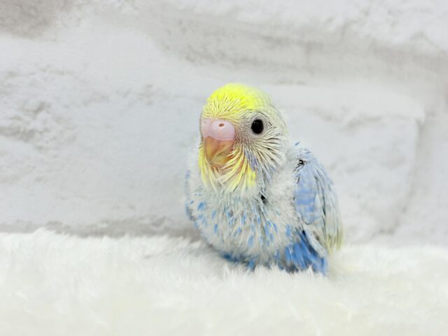 しゅわっと弾ける🫧ソーダちゃん🐣🧊セキセイインコ(パステルレインボー) ヒナ セキセイインコ
