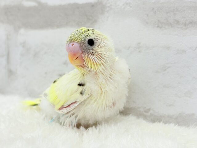 【最新画像更新🪄】好奇心旺盛アイドル🐣🪅セキセイインコ(クリームハルクイン) ヒナ セキセイインコ