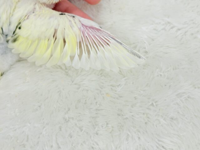 【最新画像更新🪄】好奇心旺盛アイドル🐣🪅セキセイインコ(クリームハルクイン) ヒナ セキセイインコ