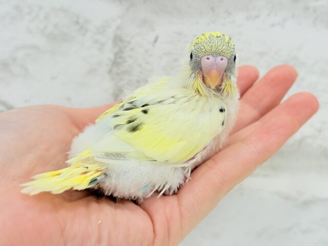 【最新画像更新🪄】好奇心旺盛アイドル🐣🪅セキセイインコ(クリームハルクイン) ヒナ セキセイインコ