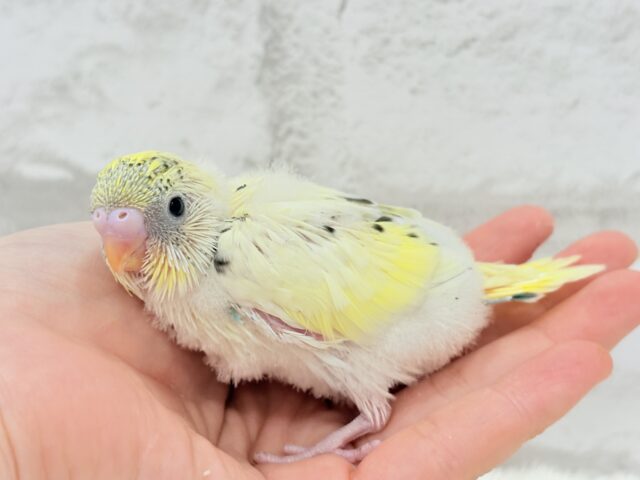 【最新画像更新🪄】好奇心旺盛アイドル🐣🪅セキセイインコ(クリームハルクイン) ヒナ セキセイインコ