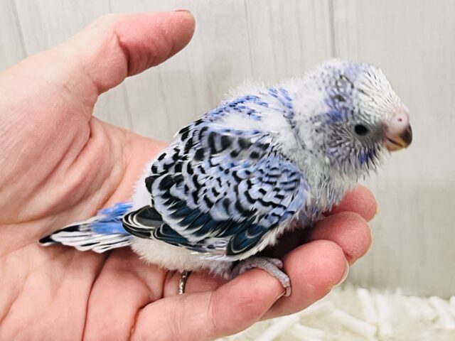 ねむねむ寝起き顔?ほにゃほにゃなセキセイインコ(ブルーオパーリン) セキセイインコ