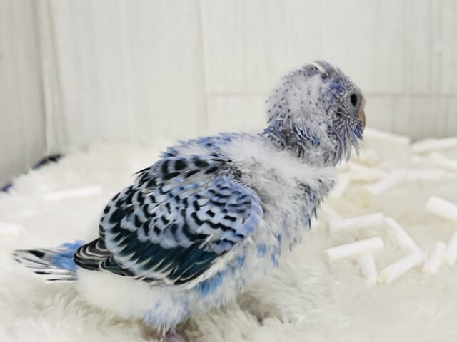 ねむねむ寝起き顔?ほにゃほにゃなセキセイインコ(ブルーオパーリン) セキセイインコ