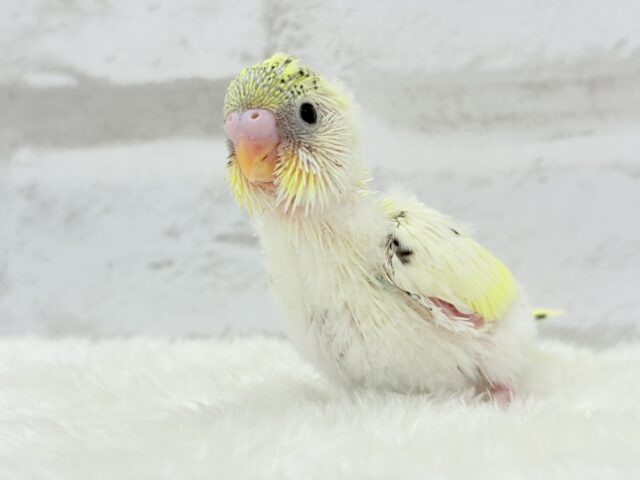 【最新画像更新🪄】好奇心旺盛アイドル🐣🪅セキセイインコ(クリームハルクイン) ヒナ セキセイインコ