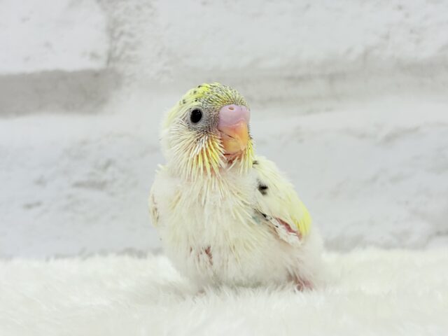 【最新画像更新🪄】好奇心旺盛アイドル🐣🪅セキセイインコ(クリームハルクイン) ヒナ セキセイインコ