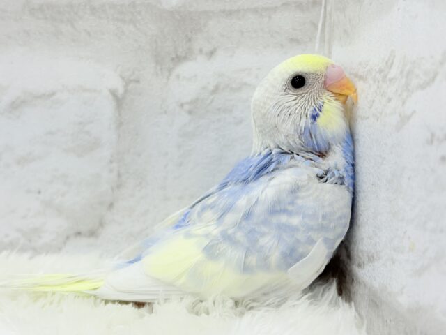 【最新画像更新🪄】フラワー畑の天使ちゃん🐣🪻セキセイインコ(パステルレインボーパイド) ヒナ セキセイインコ