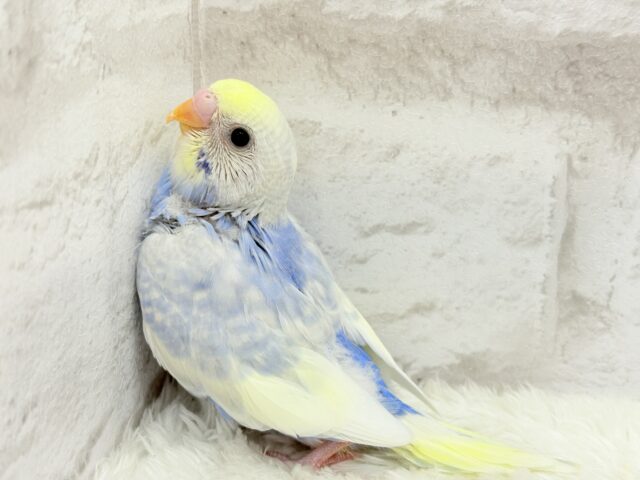 【最新画像更新🪄】フラワー畑の天使ちゃん🐣🪻セキセイインコ(パステルレインボーパイド) ヒナ セキセイインコ