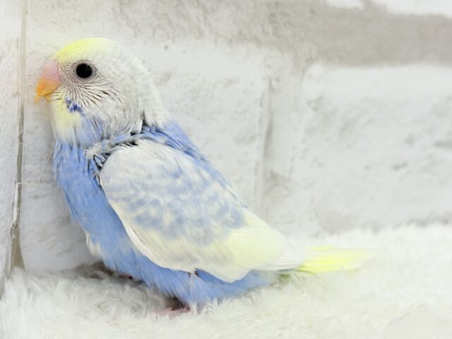 【最新画像更新🪄】フラワー畑の天使ちゃん🐣🪻セキセイインコ(パステルレインボーパイド) ヒナ セキセイインコ