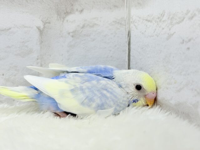 【最新画像更新🪄】フラワー畑の天使ちゃん🐣🪻セキセイインコ(パステルレインボーパイド) ヒナ セキセイインコ