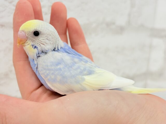 【最新画像更新🪄】フラワー畑の天使ちゃん🐣🪻セキセイインコ(パステルレインボーパイド) ヒナ セキセイインコ