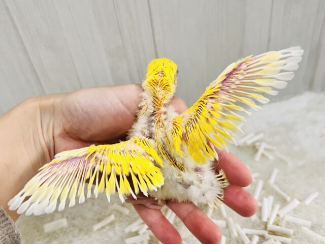 画像更新☆パッと花咲き🌼赤ら顔のまっきっき💛小桜インコのルチノー🌟 コザクラインコ(小桜インコ)