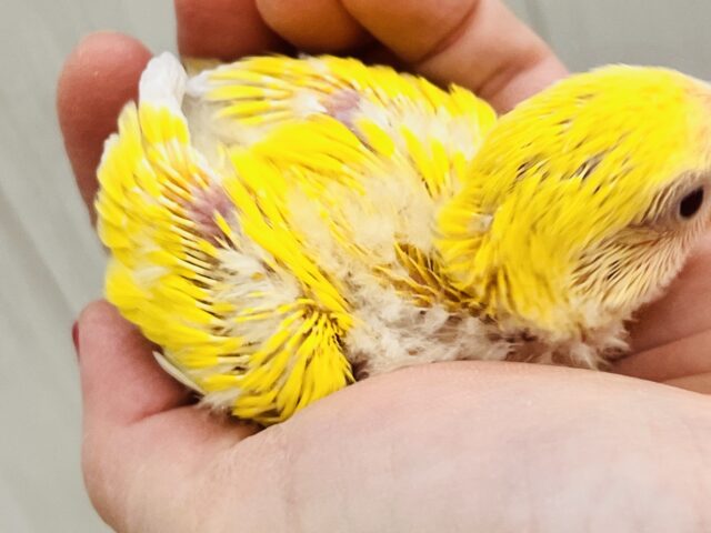 画像更新☆パッと花咲き🌼赤ら顔のまっきっき💛小桜インコのルチノー🌟 コザクラインコ(小桜インコ)