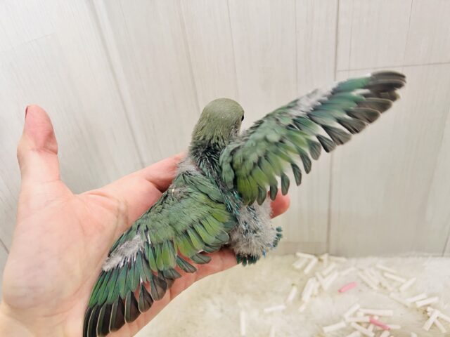 絶妙カラーが素敵でしょ💚小桜インコのシーグリーンのヒナが入舎しました♡ セキセイインコ