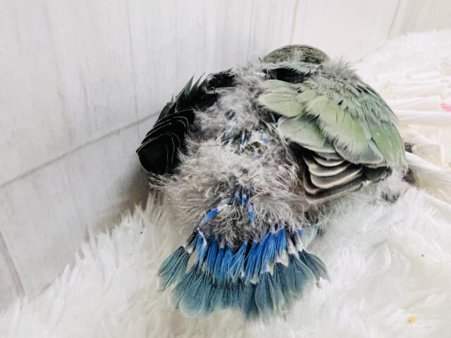 絶妙カラーが素敵でしょ💚小桜インコのシーグリーンのヒナが入舎しました♡ セキセイインコ
