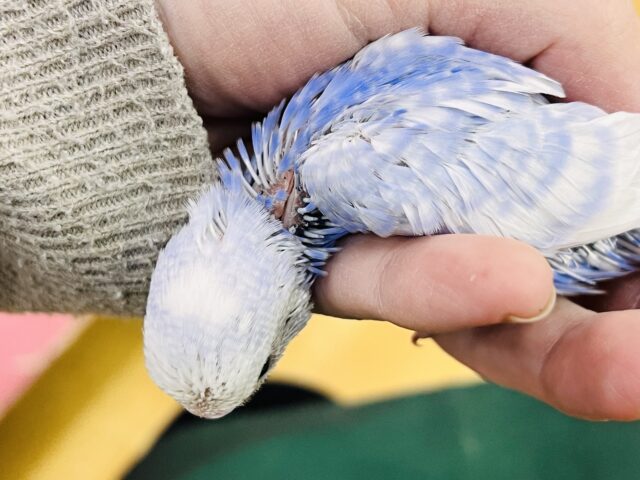 すっきり爽やか✨青空カラーのセキセイインコ(ブルースパングル) セキセイインコ