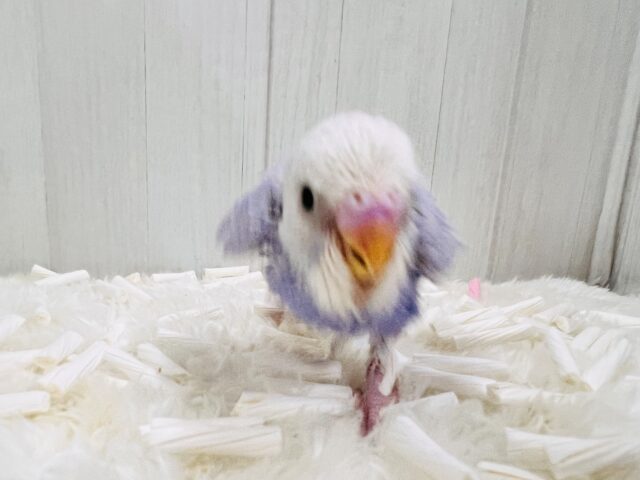すっきり爽やか✨青空カラーのセキセイインコ(ブルースパングル) セキセイインコ