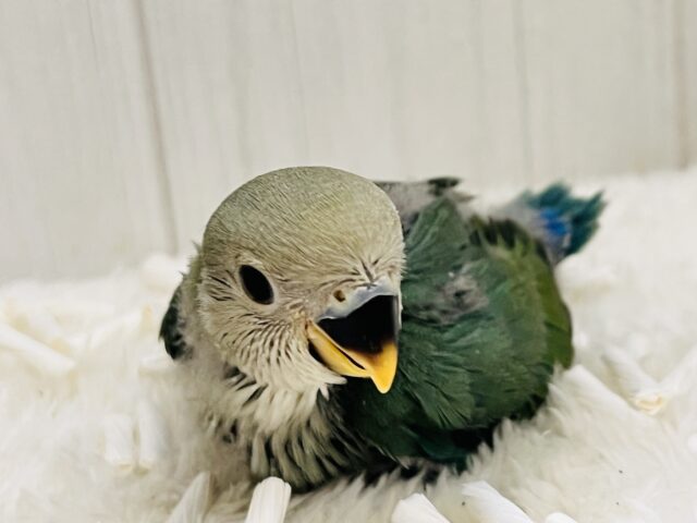 絶妙カラーが素敵でしょ💚小桜インコのシーグリーンのヒナが入舎しました♡ セキセイインコ