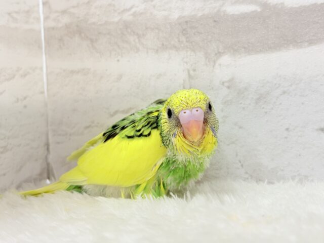 【最新画像・動画更新🪄】ビビットカラーにメッロメロ♡♥♡セキセイインコ(パイド) ヒナ セキセイインコ