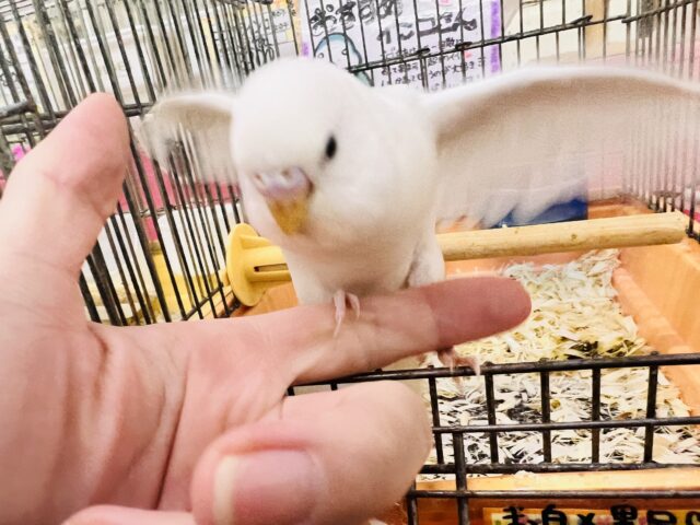まっ白い羽に際立つ黒い瞳ʚ♥ɞセキセイインコのヒナ(ダブルファクター)入荷しました❤️ セキセイインコ