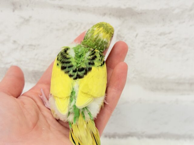 【最新画像・動画更新🪄】ビビットカラーにメッロメロ♡♥♡セキセイインコ(パイド) ヒナ セキセイインコ
