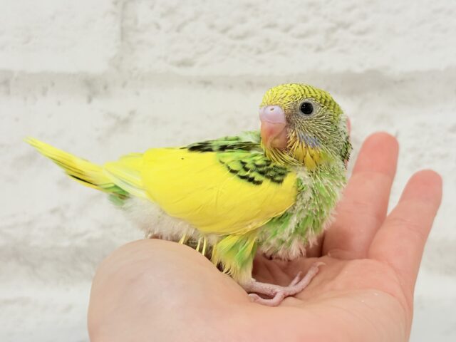 【最新画像・動画更新🪄】ビビットカラーにメッロメロ♡♥♡セキセイインコ(パイド) ヒナ セキセイインコ