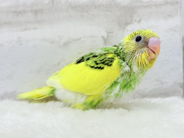 【最新画像・動画更新🪄】ビビットカラーにメッロメロ♡♥♡セキセイインコ(パイド) ヒナ セキセイインコ