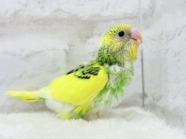【最新画像・動画更新🪄】ビビットカラーにメッロメロ♡♥♡セキセイインコ(パイド) ヒナ セキセイインコ