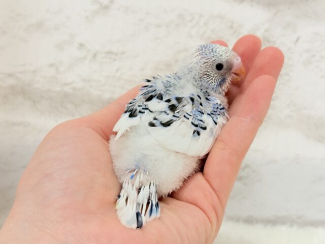 【最新画像更新🪄】にっこり笑顔がチャームポイント💫セキセイインコ(パイド) ヒナ セキセイインコ