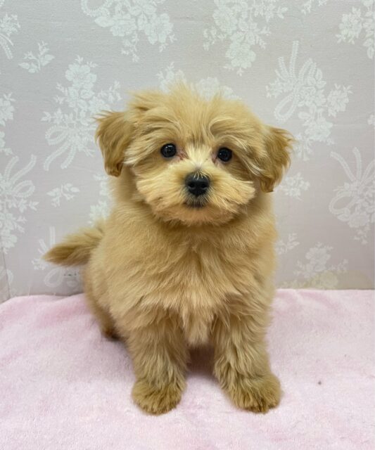 かまって〜( *´꒳`*)ハーフ犬(ポメラニアン×トイプードル)(アプリコット系)💖女の子💖2025年12月6日生まれ 愛称が不明