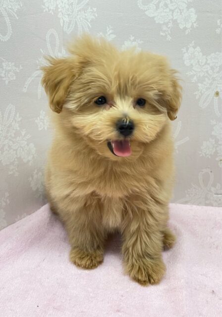 かまって〜( *´꒳`*)ハーフ犬(ポメラニアン×トイプードル)(アプリコット系)💖女の子💖2025年12月6日生まれ 愛称が不明