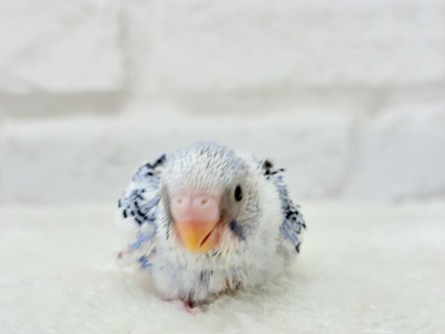 【最新画像更新🪄】にっこり笑顔がチャームポイント💫セキセイインコ(パイド) ヒナ セキセイインコ