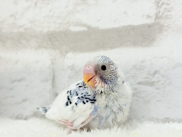 【最新画像更新🪄】にっこり笑顔がチャームポイント💫セキセイインコ(パイド) ヒナ セキセイインコ