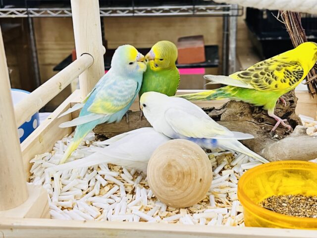 ぽつっとホクロちゃん🖤セキセイインコのパステルレインボースパングル🌈 セキセイインコ