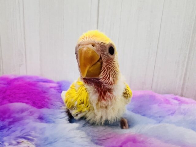 画像更新☆パッと花咲き🌼赤ら顔のまっきっき💛小桜インコのルチノー🌟 コザクラインコ(小桜インコ)