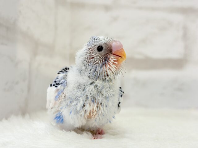 【最新画像更新🪄】にっこり笑顔がチャームポイント💫セキセイインコ(パイド) ヒナ セキセイインコ