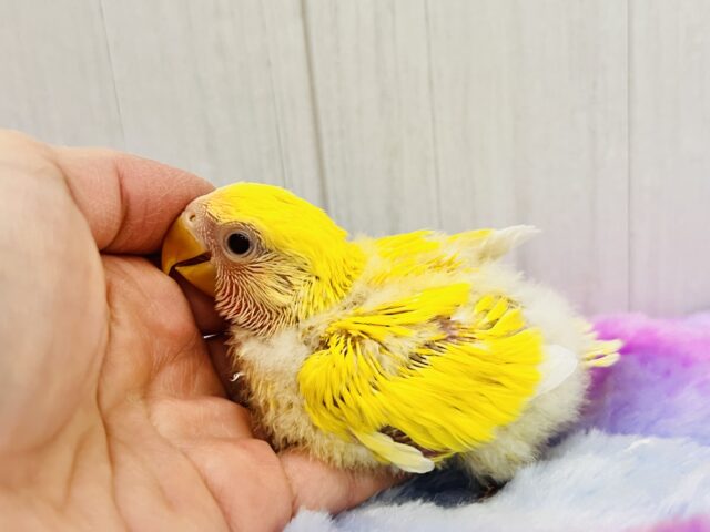 画像更新☆パッと花咲き🌼赤ら顔のまっきっき💛小桜インコのルチノー🌟 コザクラインコ(小桜インコ)