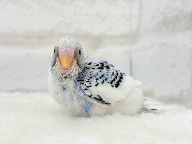 【最新画像更新🪄】にっこり笑顔がチャームポイント💫セキセイインコ(パイド) ヒナ セキセイインコ