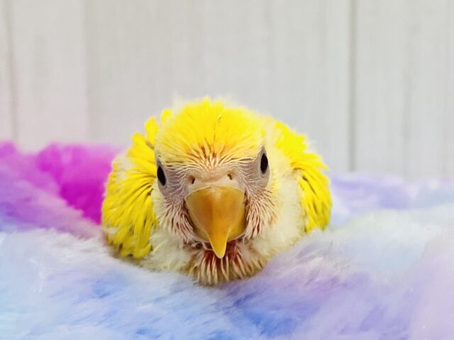 画像更新☆パッと花咲き🌼赤ら顔のまっきっき💛小桜インコのルチノー🌟 コザクラインコ(小桜インコ)