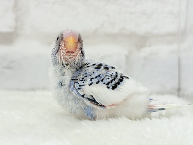 【最新画像更新🪄】にっこり笑顔がチャームポイント💫セキセイインコ(パイド) ヒナ セキセイインコ