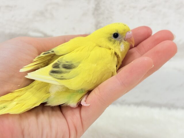 上目遣いに思わずうっとり( ◜ω◝ )♥セキセイインコ(黄色ハルクイン) ヒナ セキセイインコ
