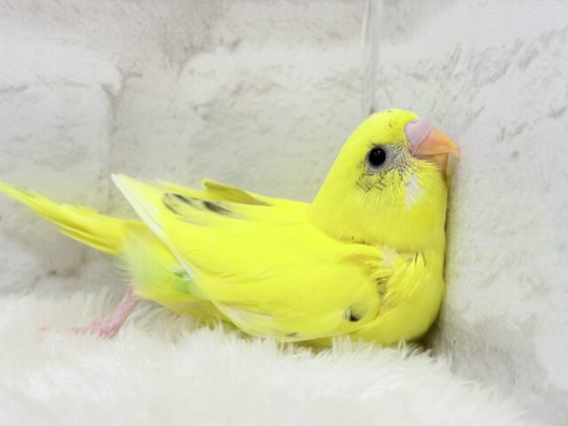 上目遣いに思わずうっとり( ◜ω◝ )♥セキセイインコ(黄色ハルクイン) ヒナ セキセイインコ