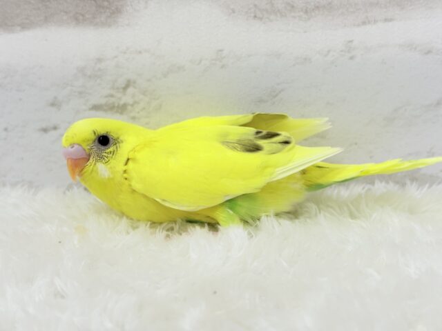 上目遣いに思わずうっとり( ◜ω◝ )♥セキセイインコ(黄色ハルクイン) ヒナ セキセイインコ